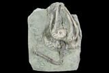 Crinoid Crown (Agaricocrinus) Fossil - Crawfordsville, Indiana #94468-1